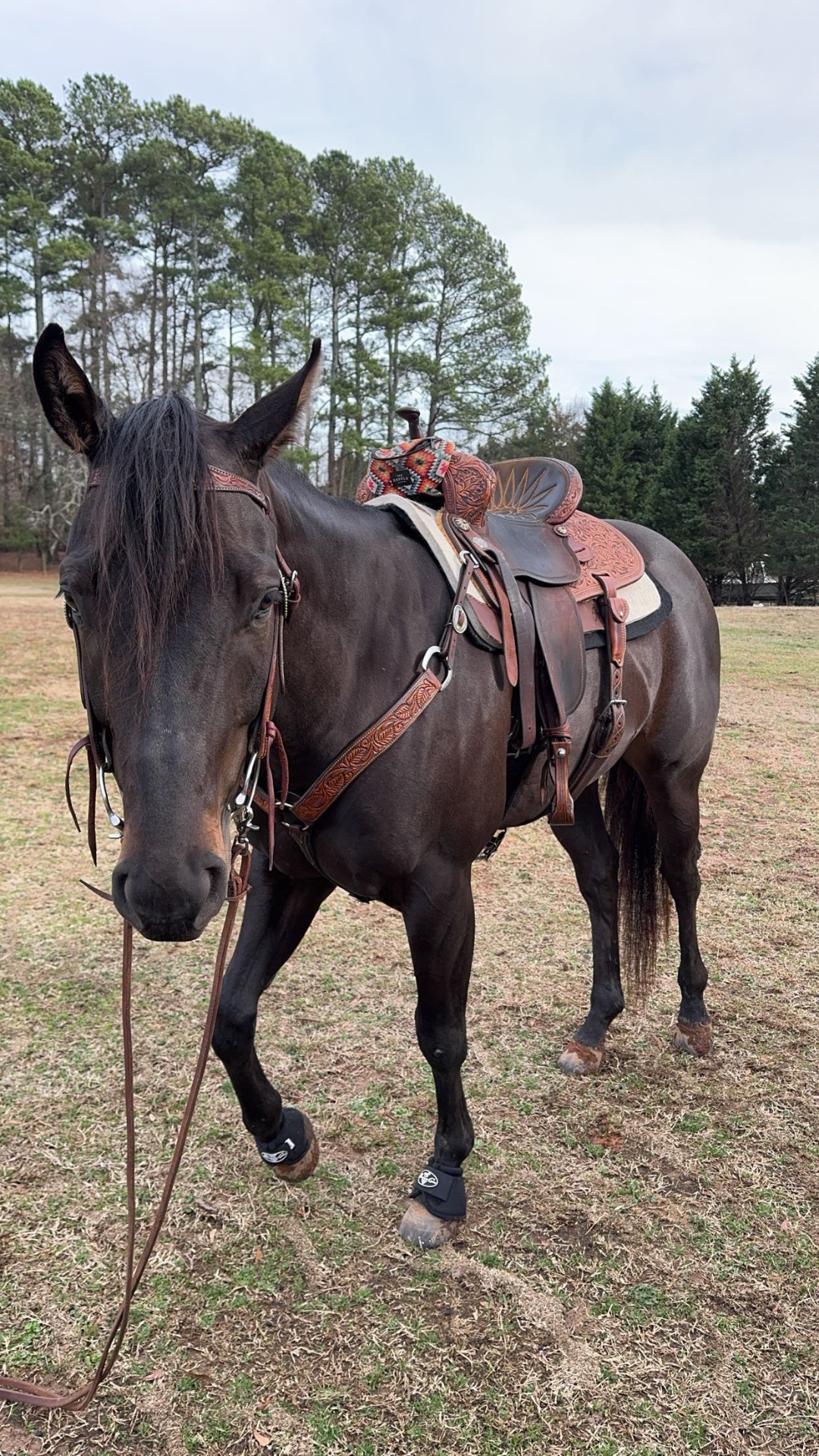 A dark bay horse saddled and ready in the pasture at Double H Ranch
